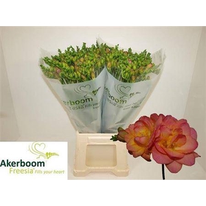 Fr Du Romantic Peach 24gr