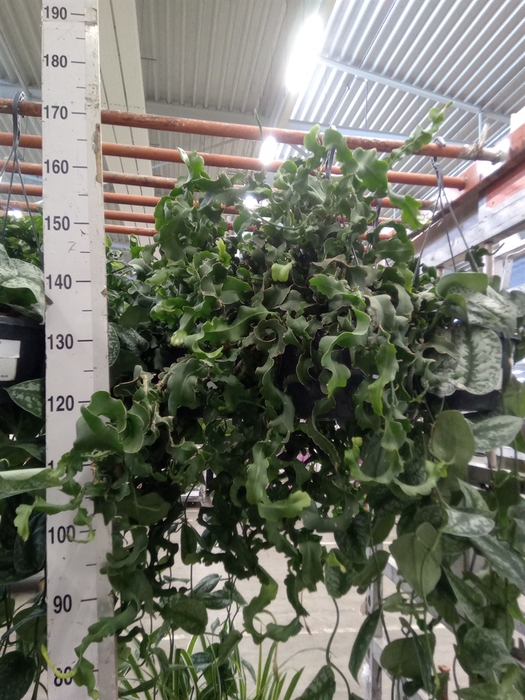 <h4>Epiphyllum guatem. var. monstrosa</h4>