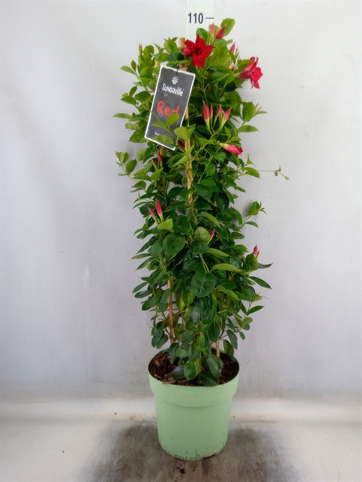 <h4>Mandevilla  'Sundavil Double Red'</h4>
