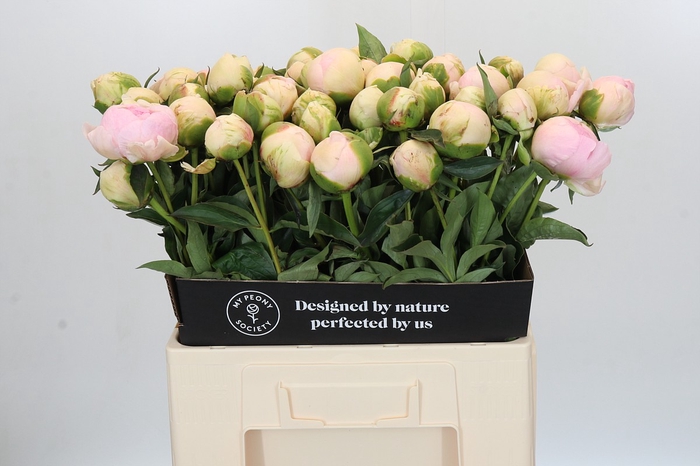 <h4>Paeonia Pink Snow</h4>
