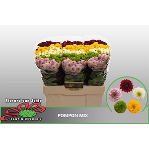 CHR S POMPON GEM BS