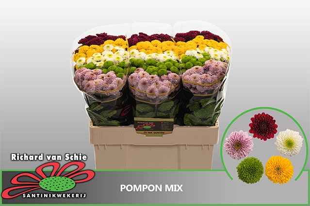 CHR S POMPON GEM BS