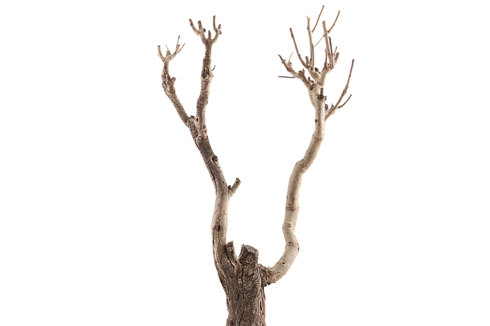 <h4>Syringa Branch Super Ingenhoven</h4>