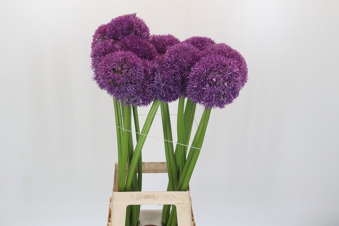 <h4>Allium Pinball Wizard</h4>