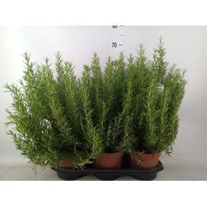 Rosmarinus officinalis   ...