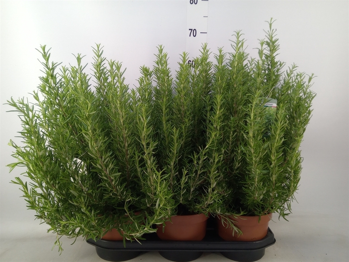 <h4>Rosmarinus officinalis   ...</h4>