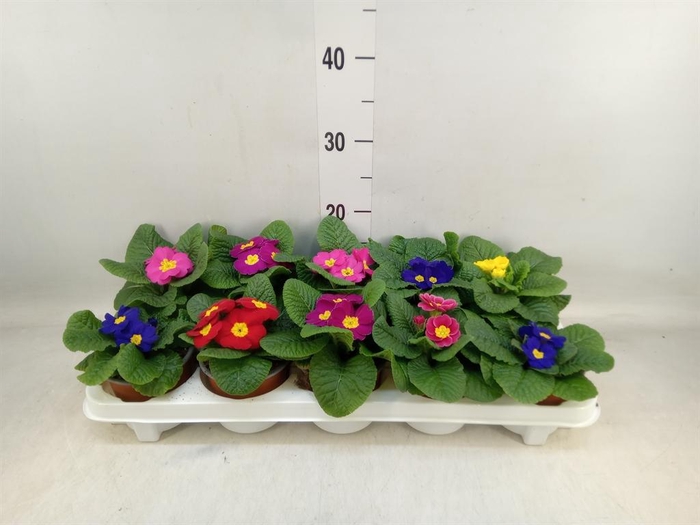 <h4>Primula ac.   ...</h4>