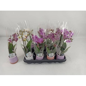 PHAL MINI
