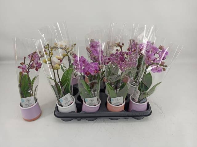 <h4>PHAL MINI</h4>