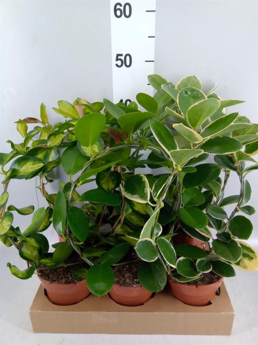 <h4>Hoya   ...mix</h4>