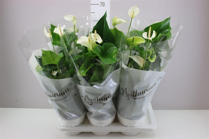 <h4>Anth An White Champion</h4>