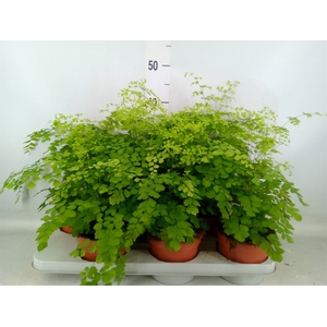 Adiantum raddi. 'Fragrans'