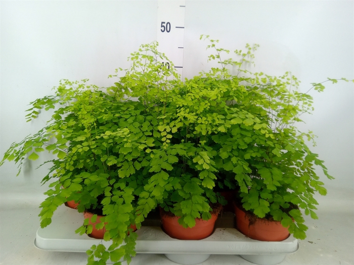 <h4>Adiantum raddi. 'Fragrans'</h4>