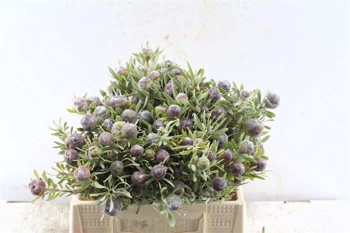 <h4>Kaaps Leucad Pubescens</h4>