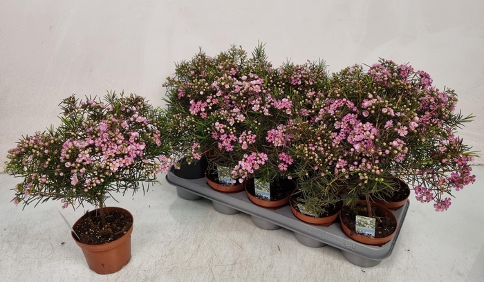 <h4>CHAMEL U OV</h4>