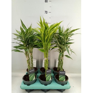 Dracaena sand.   ...mix 3