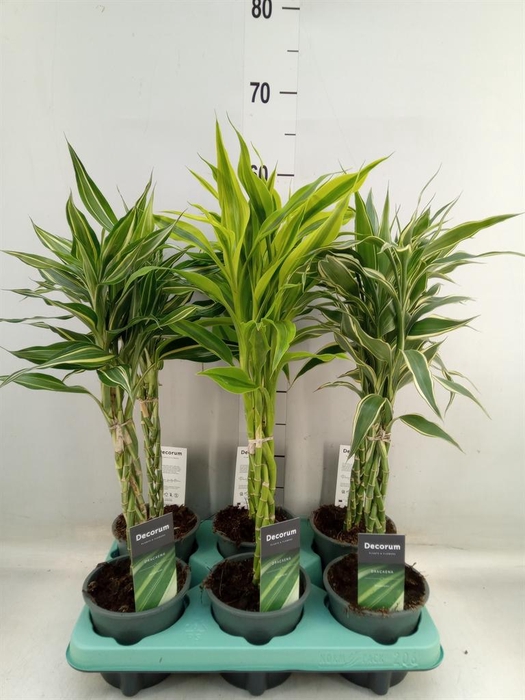 <h4>Dracaena sand.   ...mix 3</h4>