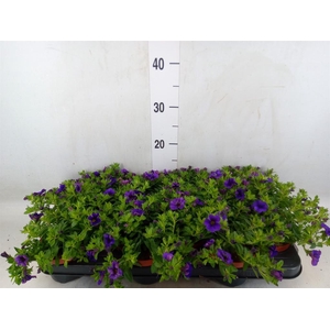Calibrachoa  'Minifam Dk Blue'