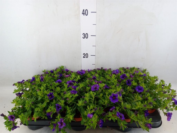 <h4>Calibrachoa  'Minifam Dk Blue'</h4>