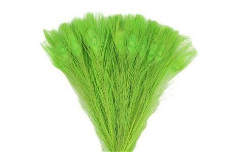 <h4>PAUWENVEREN H%</h4>