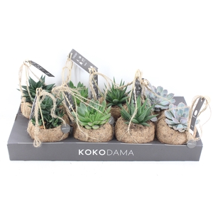 arr3 Kokoplant - Succulenten mix x8