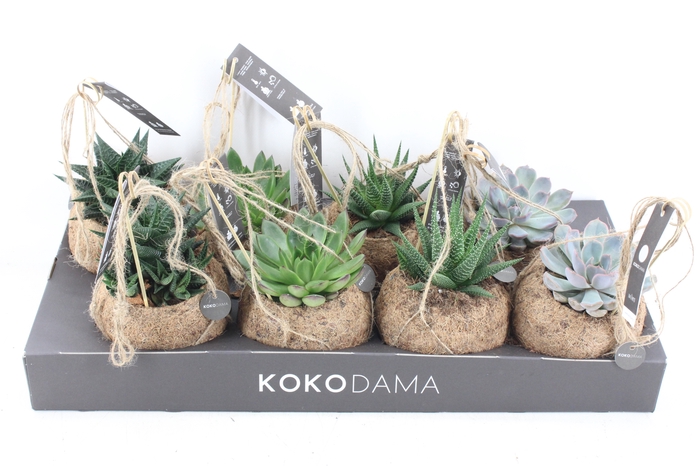 <h4>arr3 Kokoplant - Succulenten mix x8</h4>