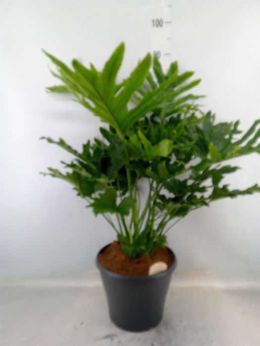 <h4>Philodendron bipinn. 'Little Hope'</h4>