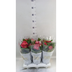 Anthurium andr. 'Micra'