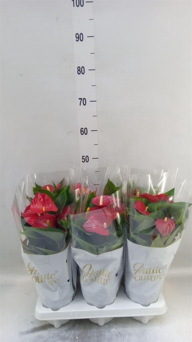 <h4>Anthurium andr. 'Micra'</h4>