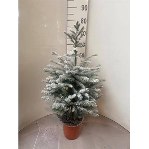 PICEA OMORIKA P21 70CM + SNOW