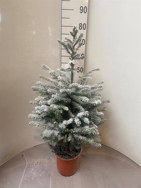 <h4>PICEA OMORIKA P21 70CM + SNOW</h4>