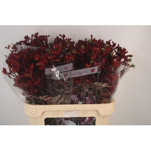 Anigozanthos Early Spring Red