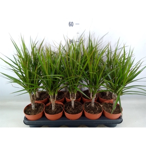 Dracaena marg.
