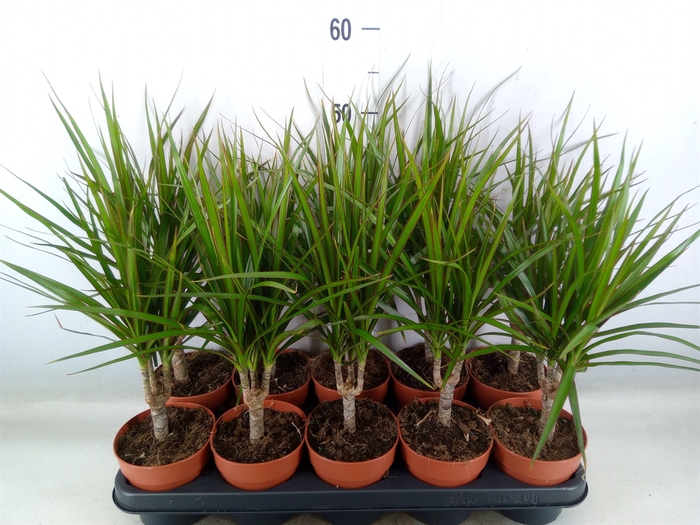 <h4>Dracaena marg.</h4>
