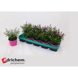 ASTER D ALPHA PINK