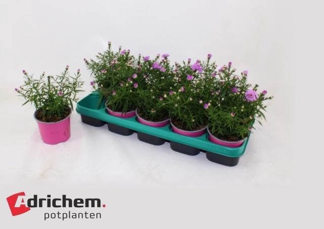 <h4>ASTER D ALPHA PINK</h4>