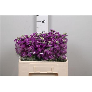 Matth Impala Purple