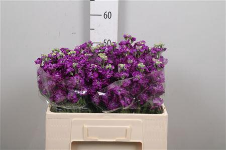<h4>Matth Impala Purple</h4>