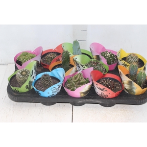 CACTUS RAIZ PROPRIA P11