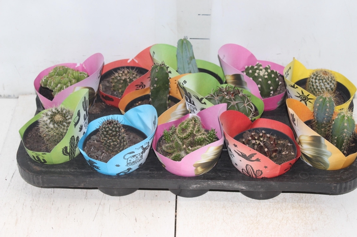 <h4>CACTUS RAIZ PROPRIA P11</h4>