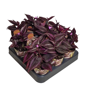 TRADESCANTIA ZEBRINA 'PURPLE PASSION' - POT Ø 6,5 - COLLECTION WITH POTCOVER (SUCCULENTEN)