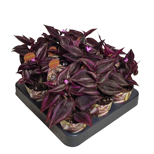 <h4>TRADESCANTIA ZEBRINA 'PURPLE PASSION' - POT Ø 6,5 - COLLECTION WITH POTCOVER (SUCCULENTEN)</h4>