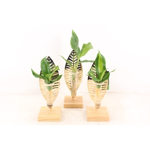 arr3 VD - Verona glas