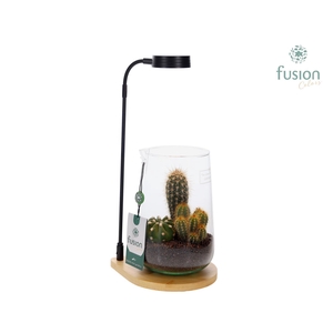 Bamboe plateau met LED licht lamp en vaas met cactus