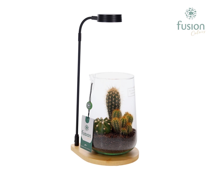 <h4>Bamboe plateau met LED licht lamp en vaas met cactus</h4>