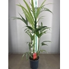 KENTYA PALM 150CM
