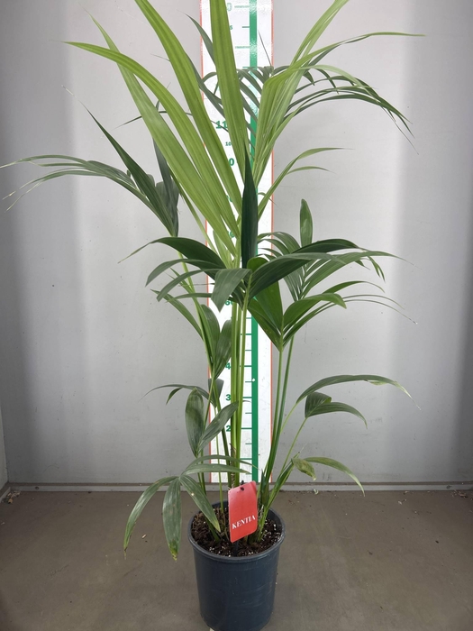 KENTYA PALM 150CM
