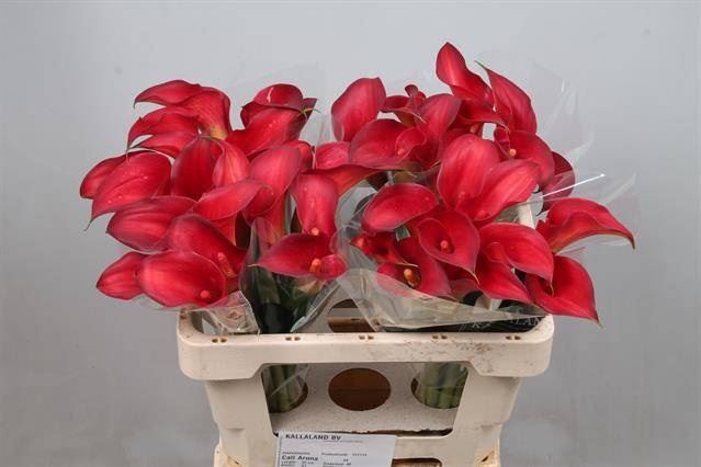 <h4>Calla Call Aruna</h4>