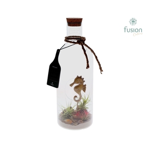 Green Bottle Fles Medium Maritiem met Tillandsia Air Plants