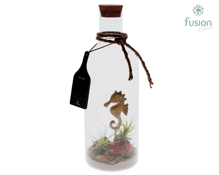 <h4>Green Bottle Fles Medium Maritiem met Tillandsia Air Plants</h4>